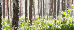 Finding the Wood for the Trees Amidst the ETF Universe 