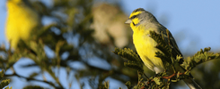 The Canary in the Private Credit Coalmine 